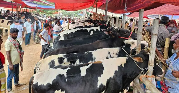 গরুর হাটে লোক দেখছে বেশি কিনছে কম