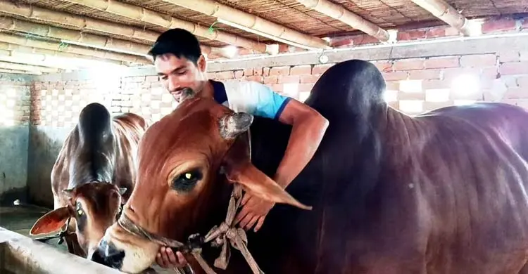 মাগুরার হাটে নজর কাড়বে ৩০ মণের ‘লালু
