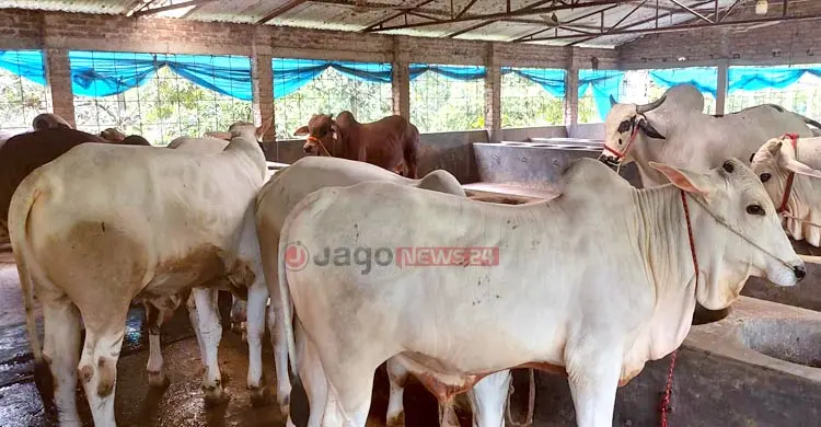 হাটে ভারতীয় গরু না ঢুকলে লাভের আশা খামারিদের
