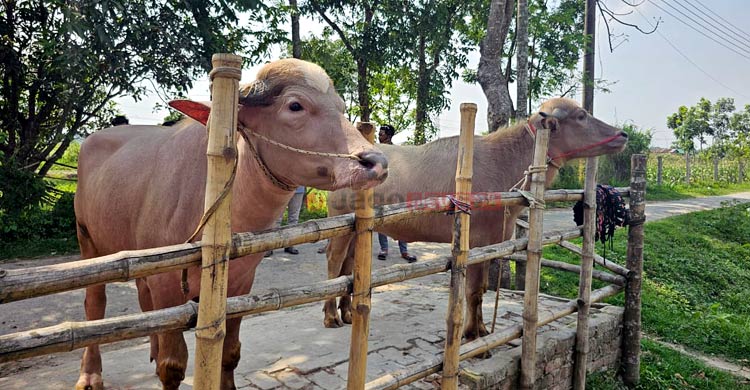 ঈদে নজর কাড়ছে একজোড়া গোলাপি মহিষ