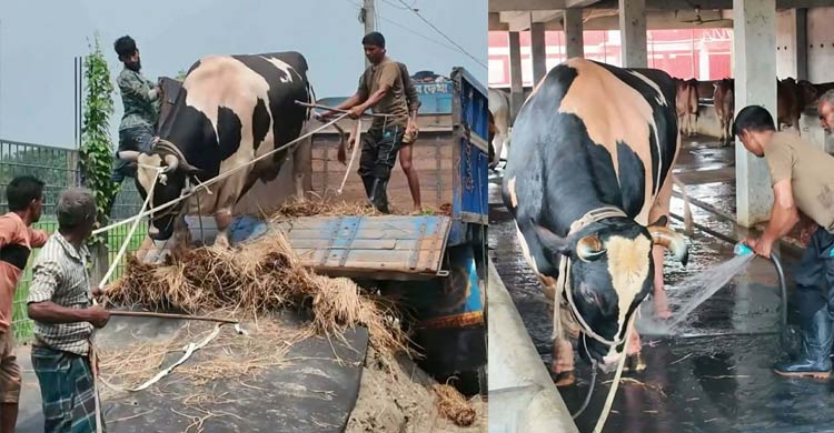বিক্রি হয়েছে ৫৬ মণের সেই ‘কালো মানিক’, খাওয়ানো হবে এতিমদের