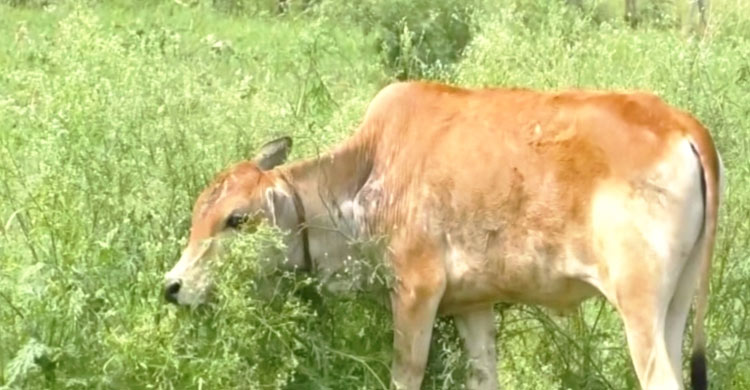 ছড়িয়ে পড়ছে বিষাক্ত আগাছা পার্থেনিয়াম, ঝুঁকিতে মানুষ-ফসল-পশু