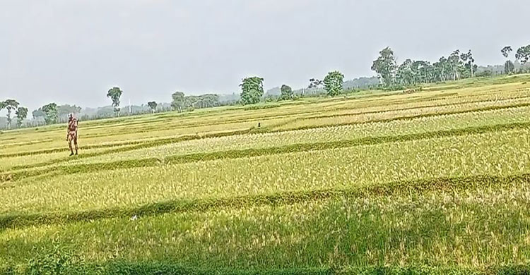 আইন ভেঙে বেনাপোল সীমান্তে বিএসএফের পুশইন চেষ্টা, রুখে দিলো বিজিবি