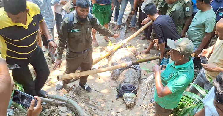 সরানো হলো খানজাহান আলীর মাজারের দিঘির কুমিরটি
