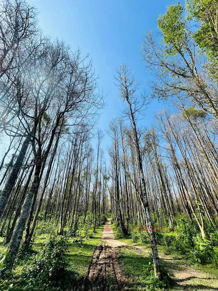সংরক্ষিত আগর বাগানে অনিয়ন্ত্রিত পর্যটক
