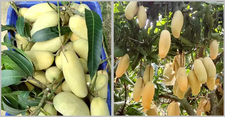 অনলাইনে বাড়ছে ফল বিক্রির জনপ্রিয়তা