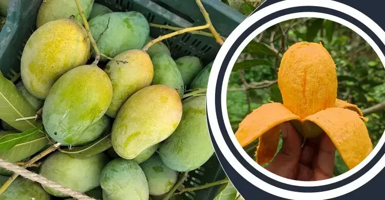 আম্রপালি আম
