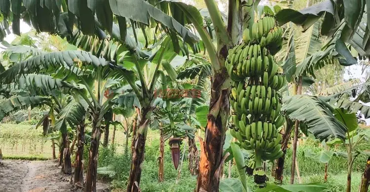রংপুর অঞ্চলে কলা চাষে নীরব বিপ্লব