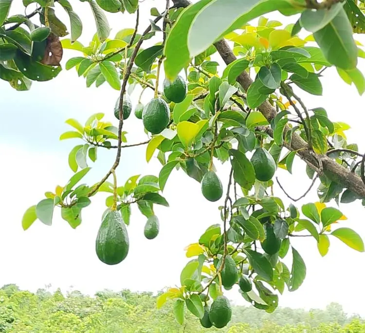জুমের জমিতে ফলের নীরব বিপ্লব