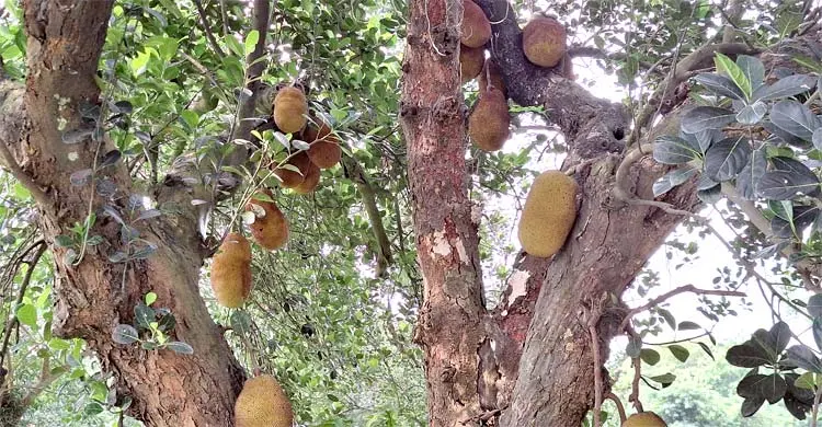 বিদেশি ফলের দাপটে বিলুপ্তির পথে দেশি জাত