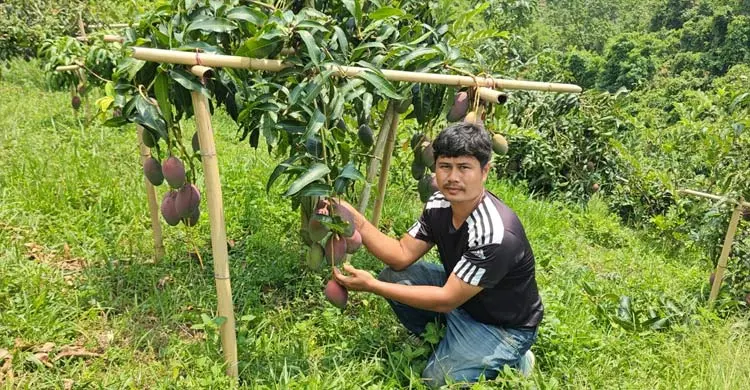 পাহাড়ে বিদেশি আম চাষে নতুন সম্ভাবনা