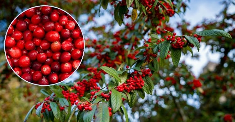 বারবার ইউরিন ইনফেকশন হলে কেন ক্র্যানবেরি জুস খেতে বলা হয়