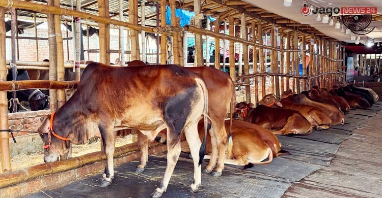 গরুতে সয়লাব খামার, হাটের ঝামেলা এড়িয়ে শখের ক্রেতাদের ভিড়
