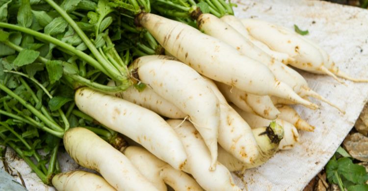 পুষ্টিগুণের কথা শুনলে শীতের যে সবজি আর এড়িয়ে যাবেন না