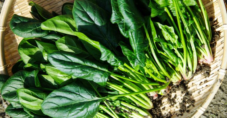 এক শাকেই মিলবে ৭ উপকার