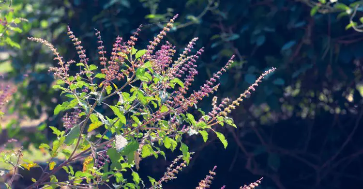 শীতে এক কাপ তুলসি চা আপনার যেসব উপকার করবে