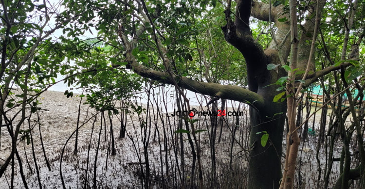 সুন্দরবনে হুমকির মুখে পড়েছে বাঘের অস্তিত্ব। সাতক্ষীরার শ্যামনগর উপজেলার নীলডুমুর এলাকা থেকে তোলা। ছবি: জাগো নিউজ