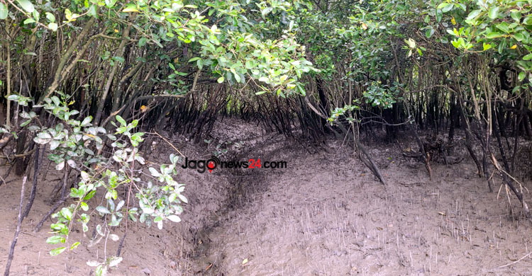 সুন্দরবনে হুমকির মুখে পড়েছে বাঘের অস্তিত্ব। সাতক্ষীরার শ্যামনগর উপজেলার নীলডুমুর এলাকা থেকে তোলা। ছবি: জাগো নিউজ