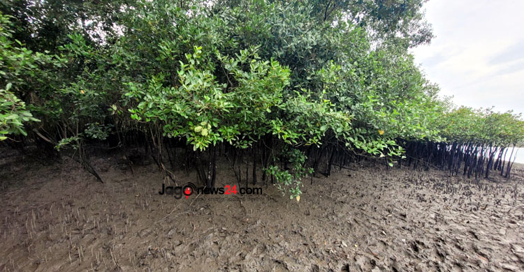 সুন্দরবনে হুমকির মুখে পড়েছে বাঘের অস্তিত্ব। সাতক্ষীরার শ্যামনগর উপজেলার নীলডুমুর এলাকা থেকে তোলা। ছবি: জাগো নিউজ