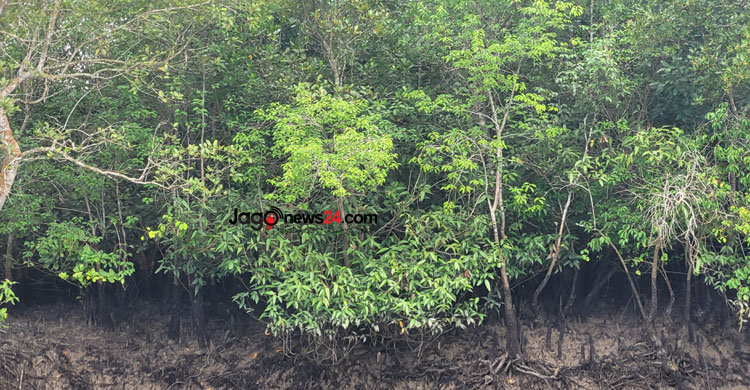 সুন্দরবনে হুমকির মুখে পড়েছে বাঘের অস্তিত্ব। সাতক্ষীরার শ্যামনগর উপজেলার নীলডুমুর এলাকা থেকে তোলা। ছবি: জাগো নিউজ