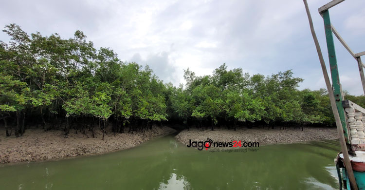সুন্দরবনে হুমকির মুখে পড়েছে বাঘের অস্তিত্ব। সাতক্ষীরার শ্যামনগর উপজেলার নীলডুমুর এলাকা থেকে তোলা। ছবি: জাগো নিউজ