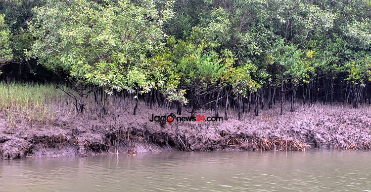 সুন্দরবনে হুমকির মুখে পড়েছে বাঘের অস্তিত্ব। সাতক্ষীরার শ্যামনগর উপজেলার নীলডুমুর এলাকা থেকে তোলা। ছবি: জাগো নিউজ