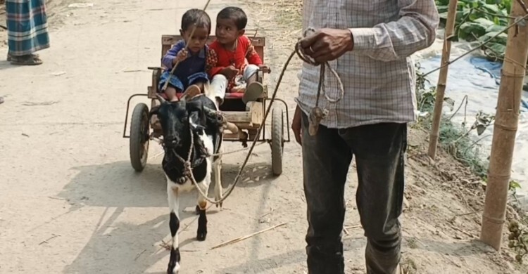 গরু-ঘোড়া নয়, লালমনিরহাটের মেঠো পথে চলছে ‘ছাগলের গাড়ি’