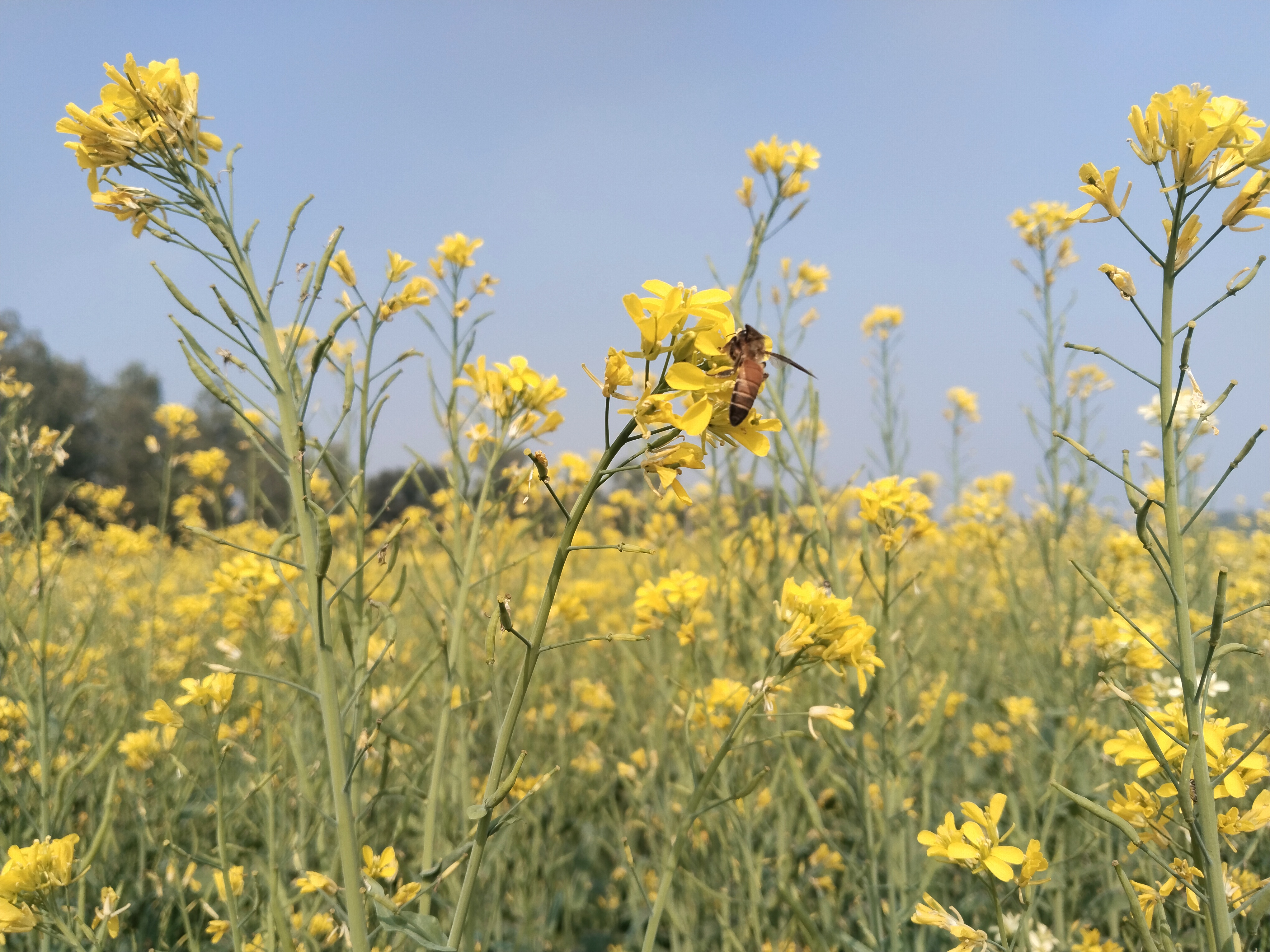 মানিকগঞ্জে বেড়েছে সরিষার আবাদ
