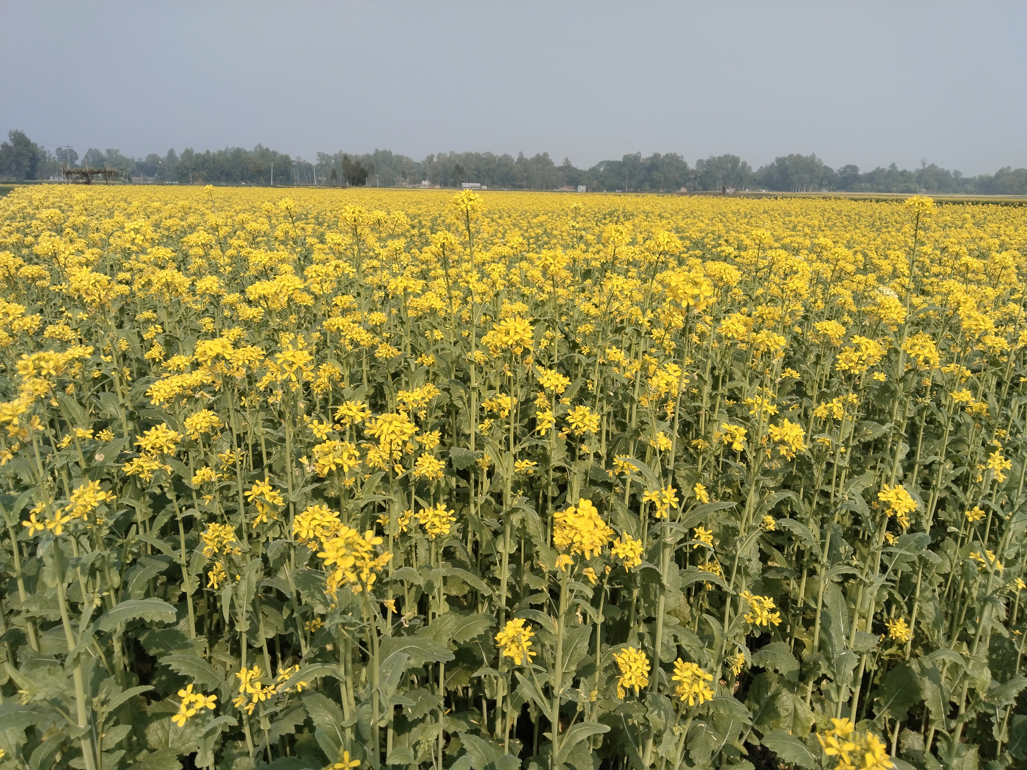 মানিকগঞ্জে বেড়েছে সরিষার আবাদ
