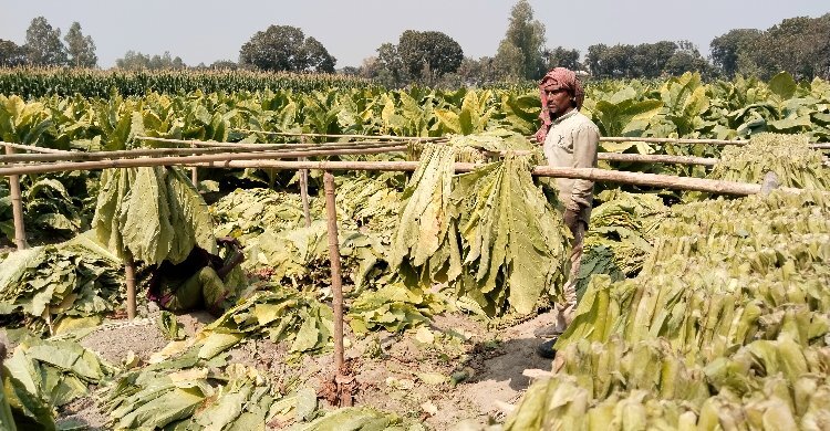 ৩৫৫ হেক্টর জমিতে তামাক চাষ, ঝুঁকির মুখে স্বাস্থ্য ও পরিবেশ