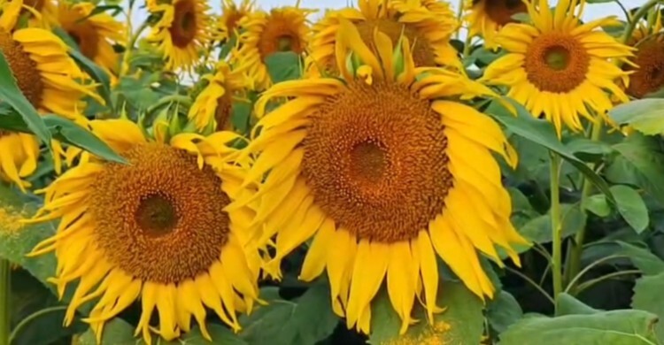 তামাকের বিকল্প সূর্যমুখী চাষে নতুন সম্ভাবনা কৃষক দম্পতির