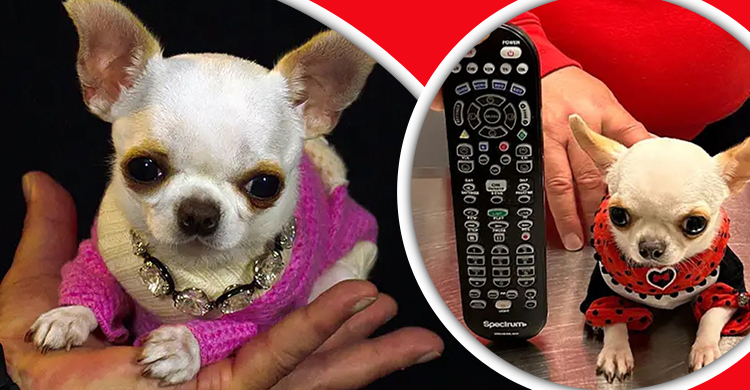 বিশ্বের সবচেয়ে খাটো কুকুর, রিমোটের চেয়েও ছোট