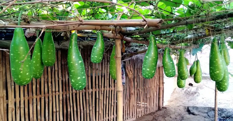 ওজন কমাতে সাহায্য করে লাউ