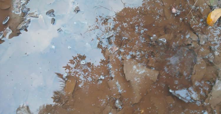 মশায় অতিষ্ঠ পৌরবাসী, ৮ লাখ টাকা বরাদ্দ থাকলেও সুফল নেই