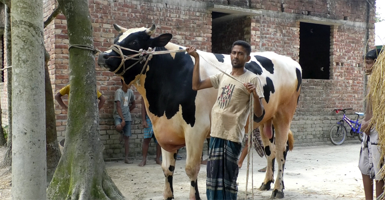 বিক্রি না হওয়ায় ঘরে ফিরে এলো টাইগার বাবু