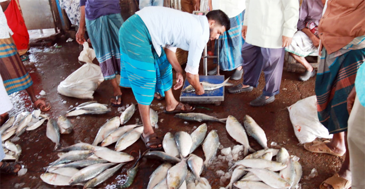 ‘ইলিশ তো বিদেশ থেকে আমদানি হয় না, এত দাম বাড়ার কারণ দেখছি না’