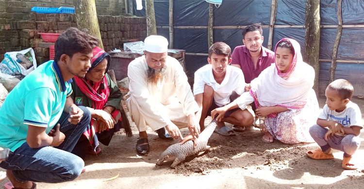 পাচারকারীদের কাছেই দেখা যায় মহাবিপন্ন বনরুই