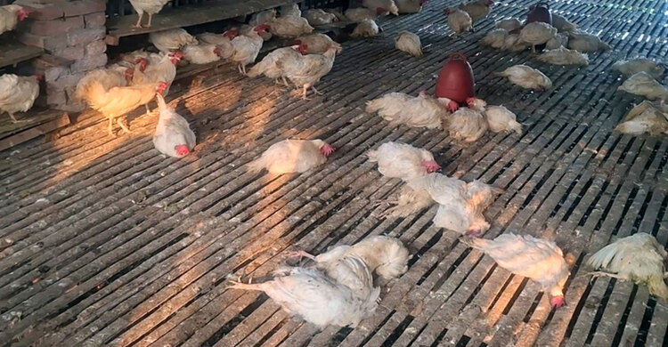 ৮ হাজার মুরগি মরে তিন মাসে সোহাগের দুই দশকের স্বপ্ন শেষ