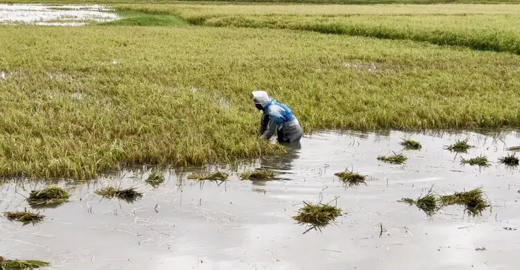 আমি এহন খেলা দেহুম কী দিয়া, বিশ্বকাপে ব্রাজিলের সাপোর্টার আমি’