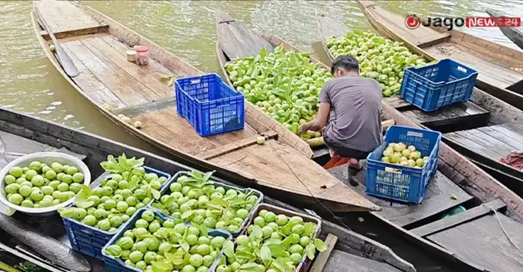 প্রতি মৌসুমে ডিঙ্গি নৌকায় ২০ কোটি টাকার পেয়ারা বিক্রি