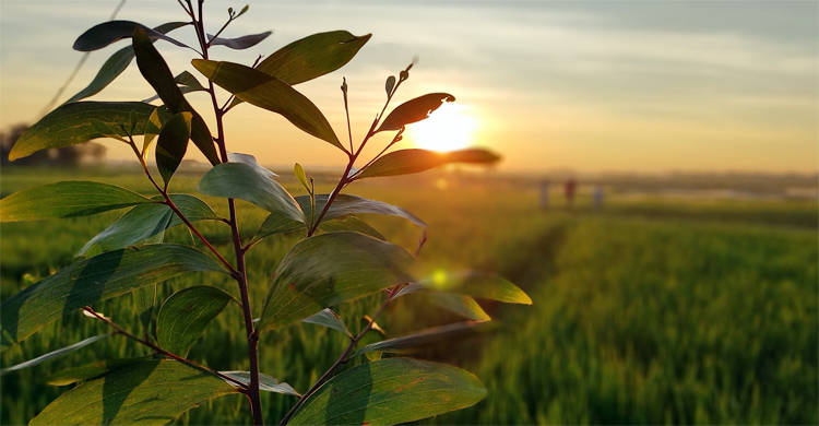 আবহাওয়ার খবর: ৪ ডিসেম্বর, ২০২৩