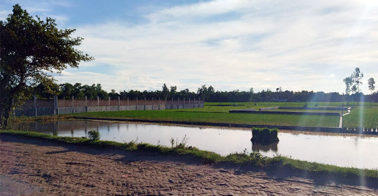 Shrinking harvest: Rangpur loses 1,500 hectares arable land in 5 years