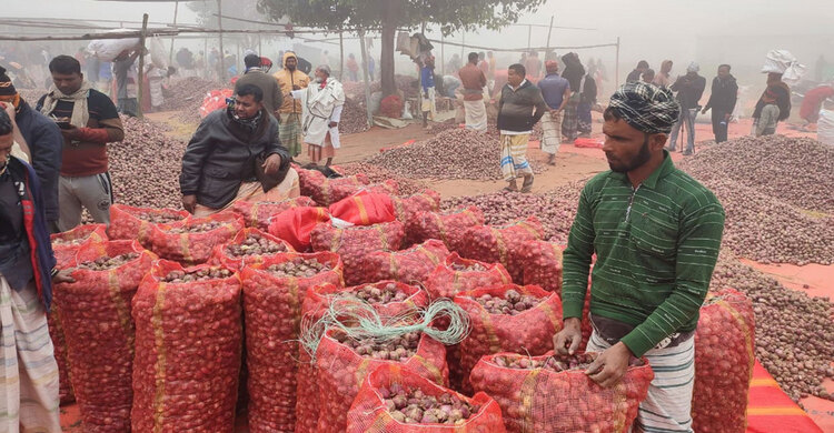 ফরিদপুরে উঠছে না উৎপাদন খরচও, পেঁয়াজ চাষিদের দুশ্চিন্তা