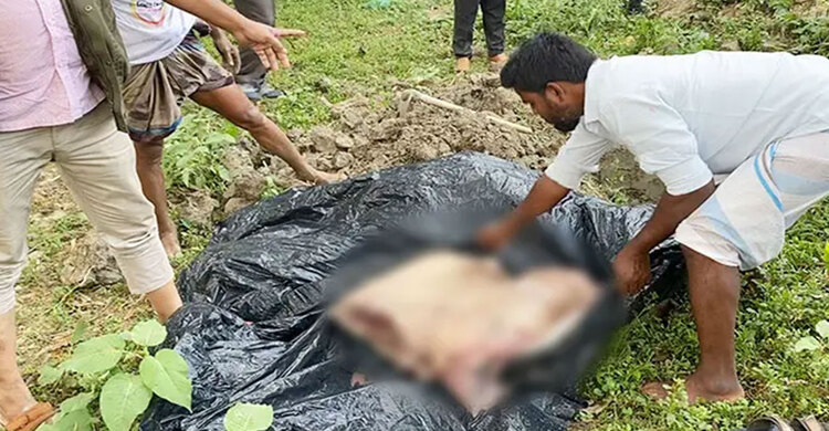 খাওয়ার অনুপযোগী দাবি, মাটিচাপা দেওয়া হলো ২০ মণের খটক মাছ