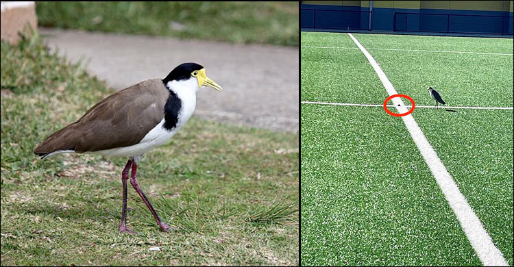 পাখি ডিম পাড়ায় স্টেডিয়াম এক মাস বন্ধ ঘোষণা