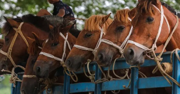 গরুর মাংস বলে ঘোড়ার মাংস বিক্রি, ৪ জন গ্রেফতার