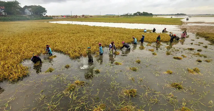 বৃষ্টিতে তলিয়ে গেছে হাওরের ৩ হাজার হেক্টর ধানের জমি