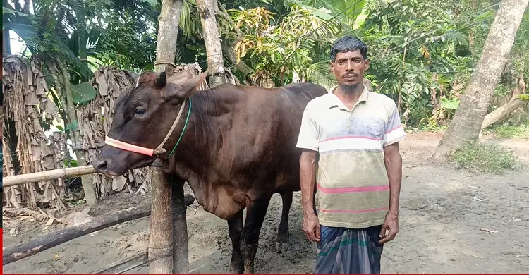 ভোলায় কোরবানির হাট কাঁপাবে ‘জমিদার’