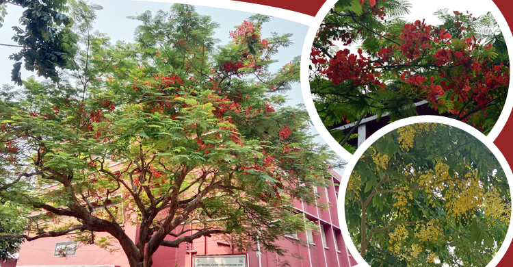 সোনালু-কৃষ্ণচূড়া ফুলে মাতোয়ারা রাজশাহী কলেজ