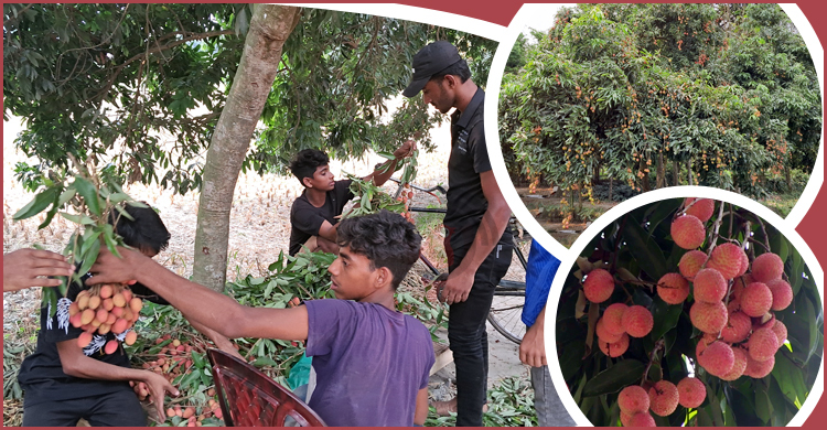৮ হাজার গাছের লিচু বিক্রি হবে ১০ কোটিতে